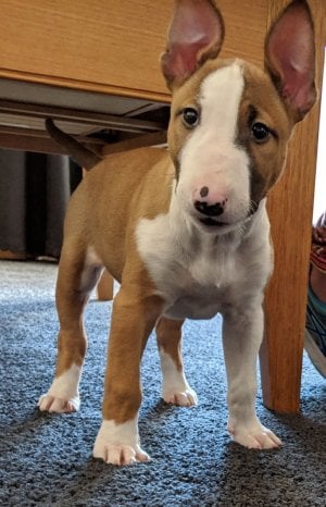 Freya_Puppy.jpg