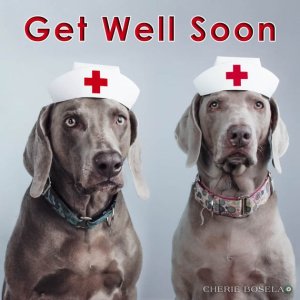 get well dogs2.jpg