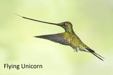 Fly Unicorn.png