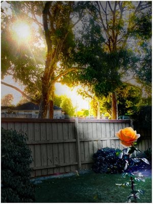Sun Beam on the Last Autumn Rose...jpg