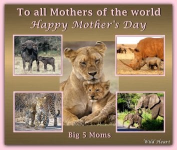 Mother's Day big 5.jpg