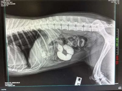 compressed-Dog X-ray.jpeg