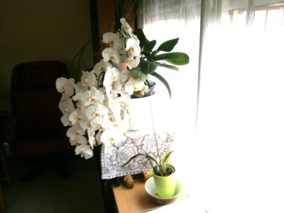 Orchid.JPG