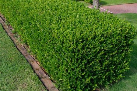 English-Box-Buxus-sempervirens.jpg