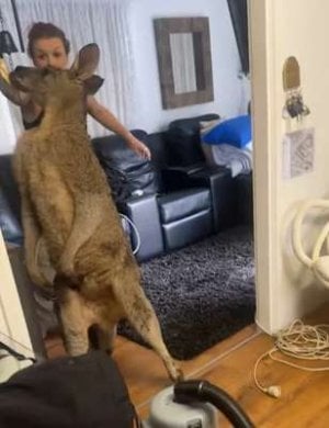 compressed-Kangaroo.jpeg