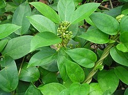 Gymnema_sylvestre_R.Br_-_Flickr_-_lalithamba.jpg