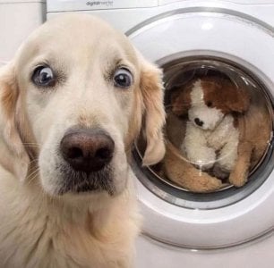 Toy dog washing machine.jpg