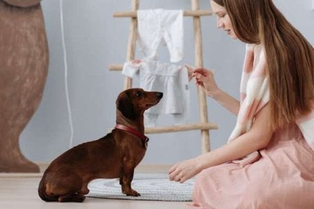 compressed-pexels-woman with dog.jpeg compressed-pexels-woman with dog.jpeg