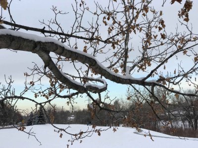 photo snow of branch Colorado.jpg