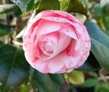 Pink camellia1.jpg