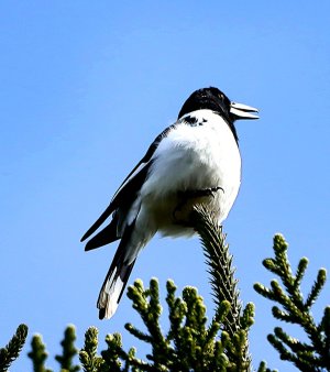 IMG_2362.JPG