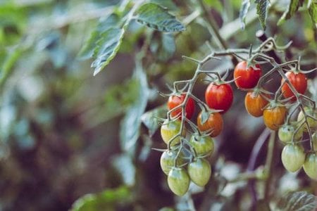 compressed-pexels-tomatoes.jpeg compressed-pexels-tomatoes.jpeg