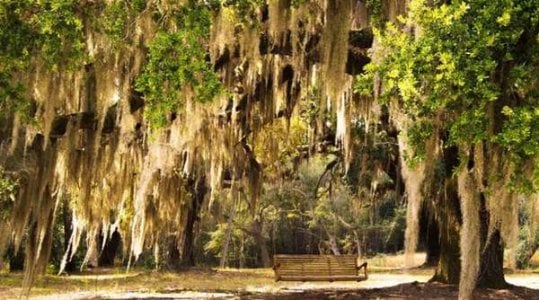 compressed-Spanish Moss.jpeg