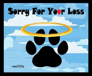 pet  sorry.jpg