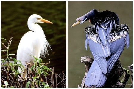 Darter and Egret copy.jpg