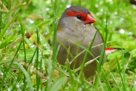 06-26-2025 Carrickalinga Birds 009 Red Browed Finch.JPG