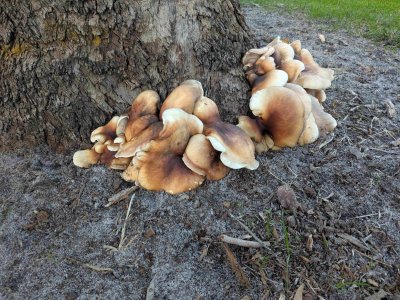 Fungi 5 July2025.jpg