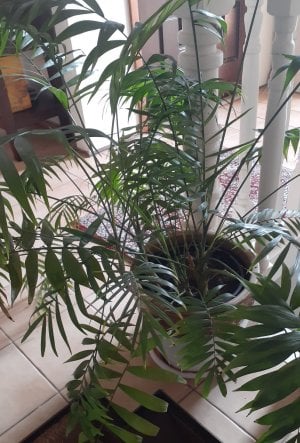 Palm.jpg