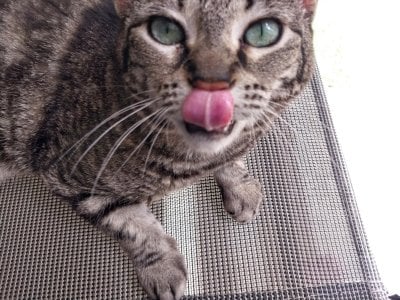 7th Birthday, tongue out 1`4.12.23.jpg