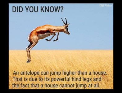 antelope.jpg