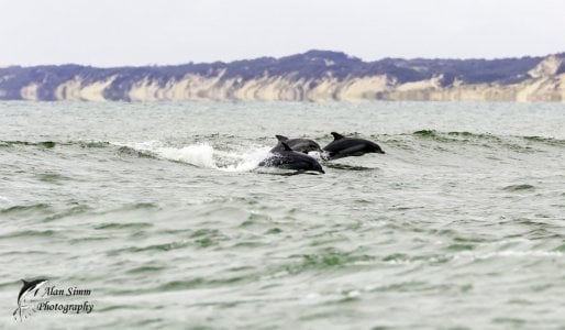 Dolphins Surfing_1.jpg