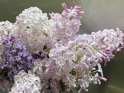 lilacs.JPG