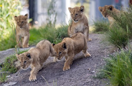 body-img-tz-lion-cubs-all-1000.jpg