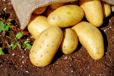 potatoes-vegetables-erdfrucht-bio-144248.jpg