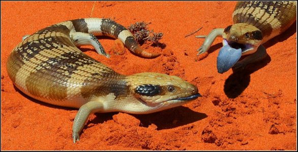 Centralian Blue-Tongue Skink_Nthern WA copy.jpg