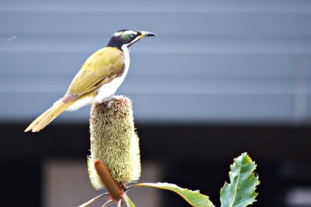 20221112 Honeyeater Blue Face.jpg