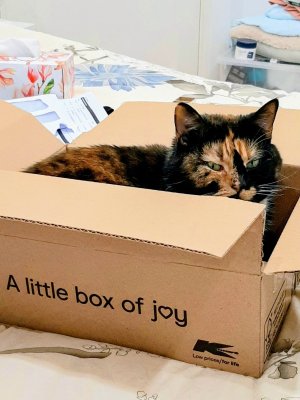 a little box of joy.jpeg