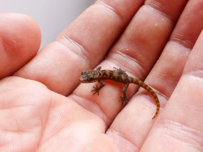 Rábida Gecko_Credit Island Conservation (1).jpg