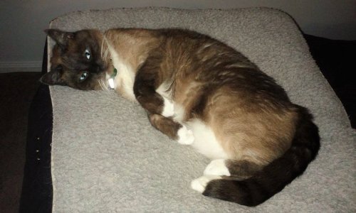 Lacey10.jpg