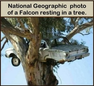 Falcon in a tree.jpg