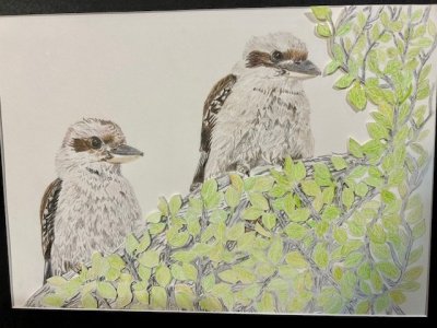 Kookaburras.jpg