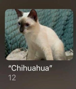 Cat.jpg