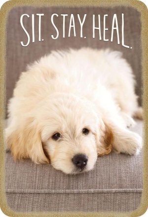get well sit stay.jpg