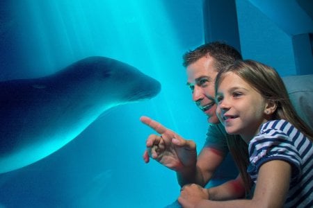 SEA LIFE Sunshine Coast Aquarium.jpg