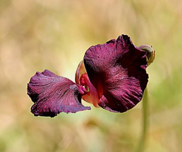 IMG_2599.JPG