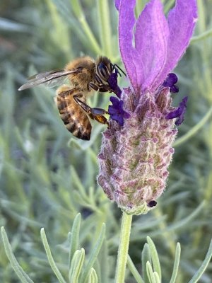 Bee2.jpg