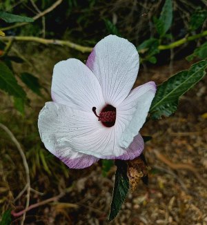 Australian Native Rosella (Hibiscus heterophyllus.jpg