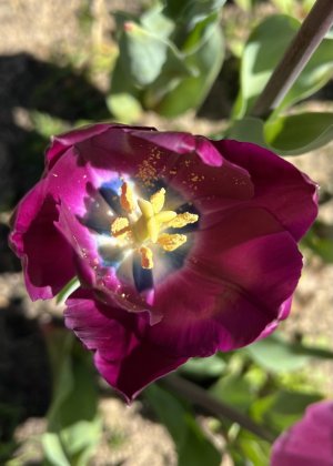 IMG_0104.jpeg