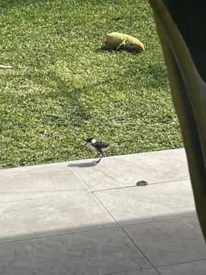 IMG_8939.jpeg