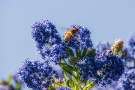 bee.jpg