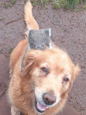koala-rides-on-golden-retriever-dog-smiling-VERTICLE-courtesy-of-Steve-Lamplough.jpg