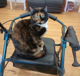 R2D2 Chloe.jpeg