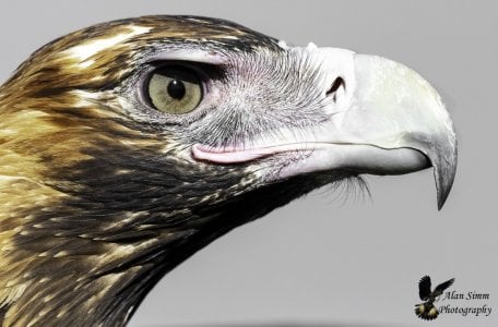 Wedgetail Eagle Portrait.jpg