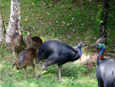 Cassowary & Off-Spring_Nthern Qland copy.jpg