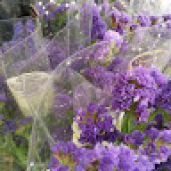 LeanneL