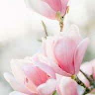 Michele.Harrison58@gmail.